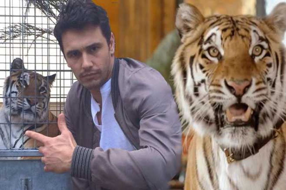 NY Bans Tiger Selfies—Because Taking Tiger Selfies Is Actually A Trend Apparently