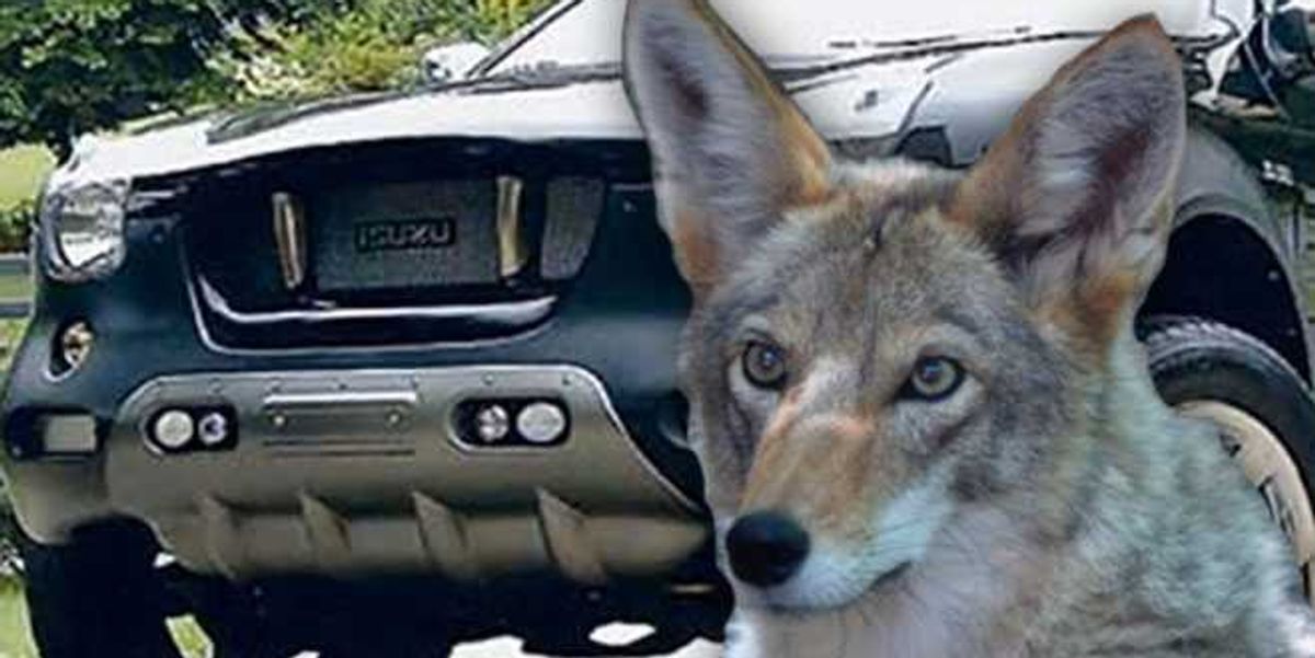 Man Finds Coyote Stuck In His Car Bumper Popdust