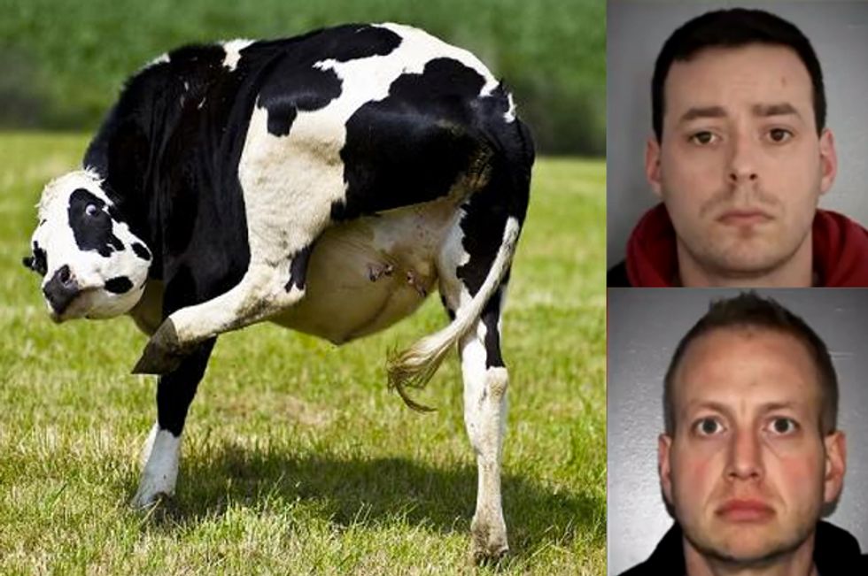 Two Men Arrested For Filming Each Other Covered In Jell-O Having Sex With A Cow