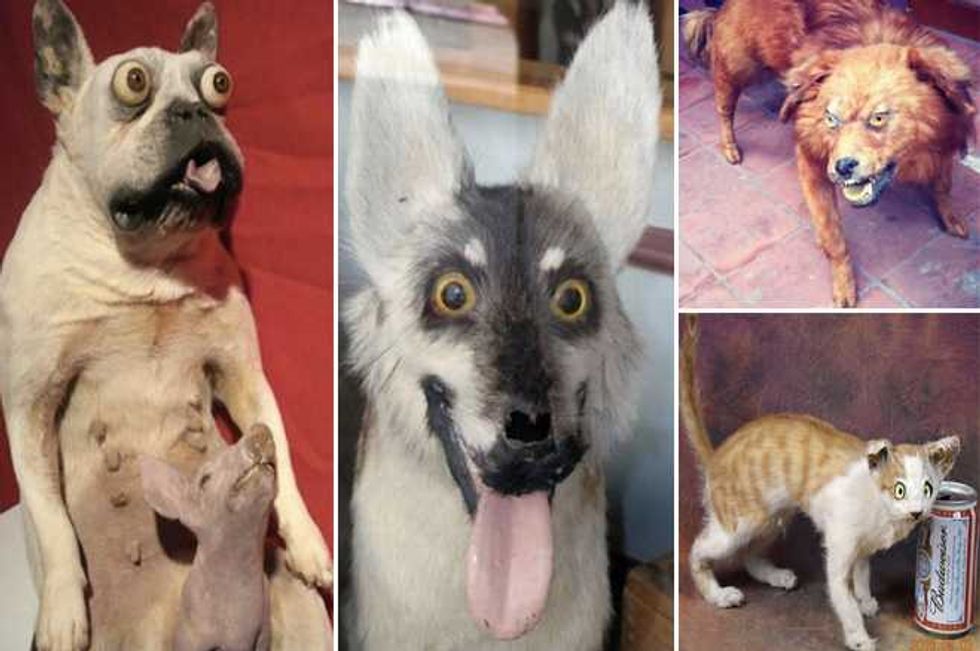 The 20 Saddest And Utterly Tragic Taxidermy Attempts You Will Ever See