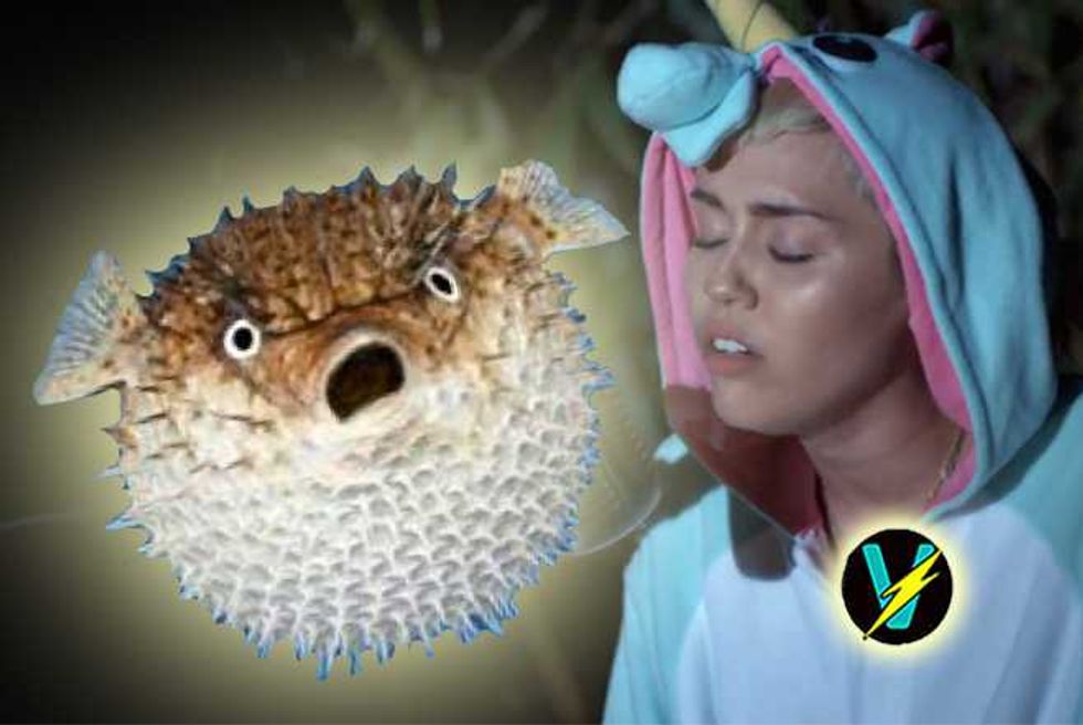Miley Cyrus’ Song To Her Dead Blowfish Pablow Is Really Kinda Awesome