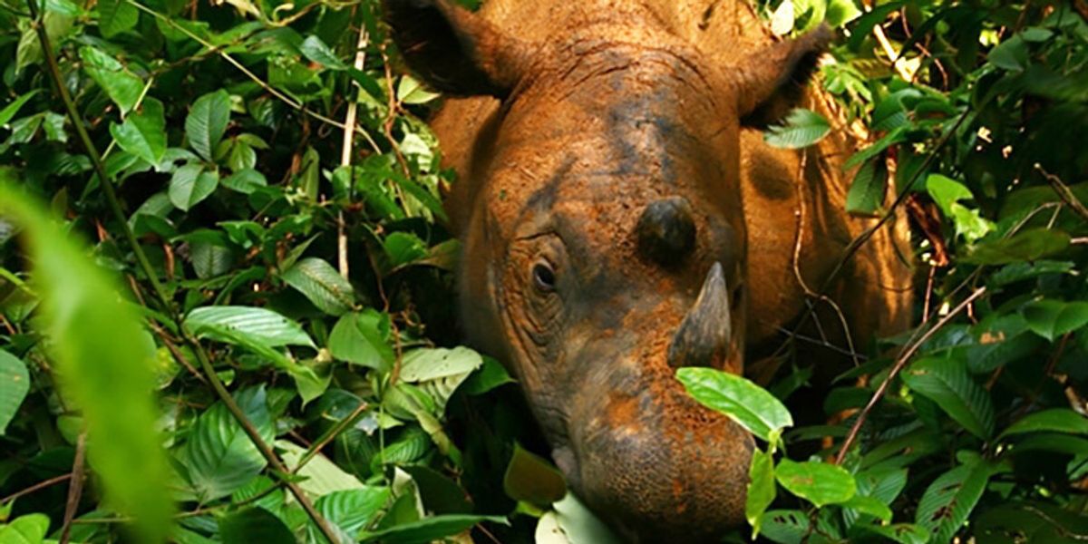 Researchers Celebrate First Live Encounter With Sumatran Rhino in ...