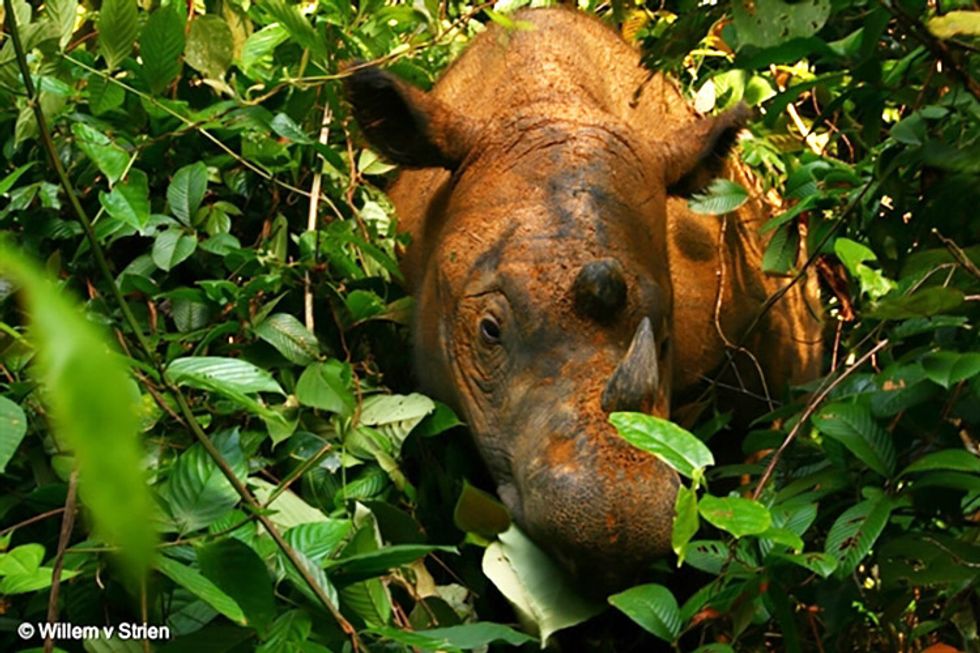 Researchers Celebrate First Live Encounter With Sumatran Rhino in Borneo for 40+ Years