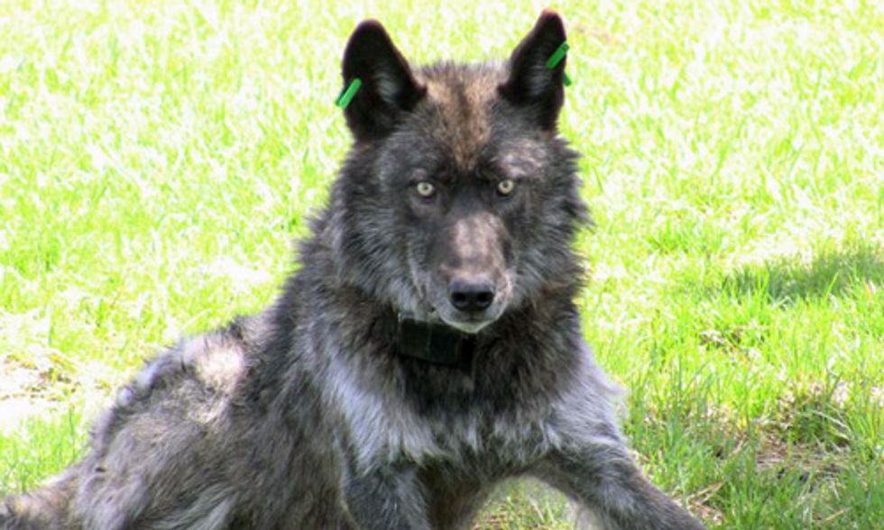Family of Wolves Shot Dead in Oregon