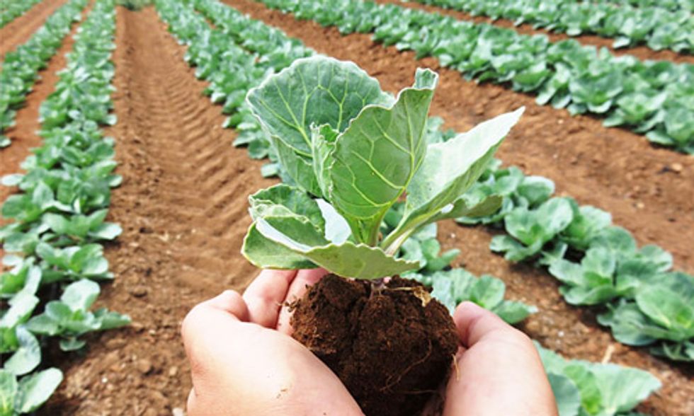 Organic Food, Not Just for Hippies Anymore: How the U.S. Is Dealing With Growing Demand