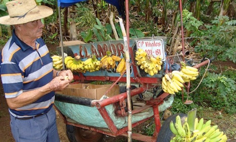 Can Cuba Supply America's Growing Appetite for Organic Food?