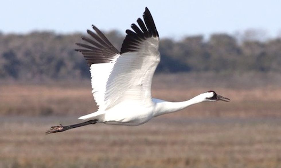 97% of Endangered Species Threatened by 3 Common Pesticides
