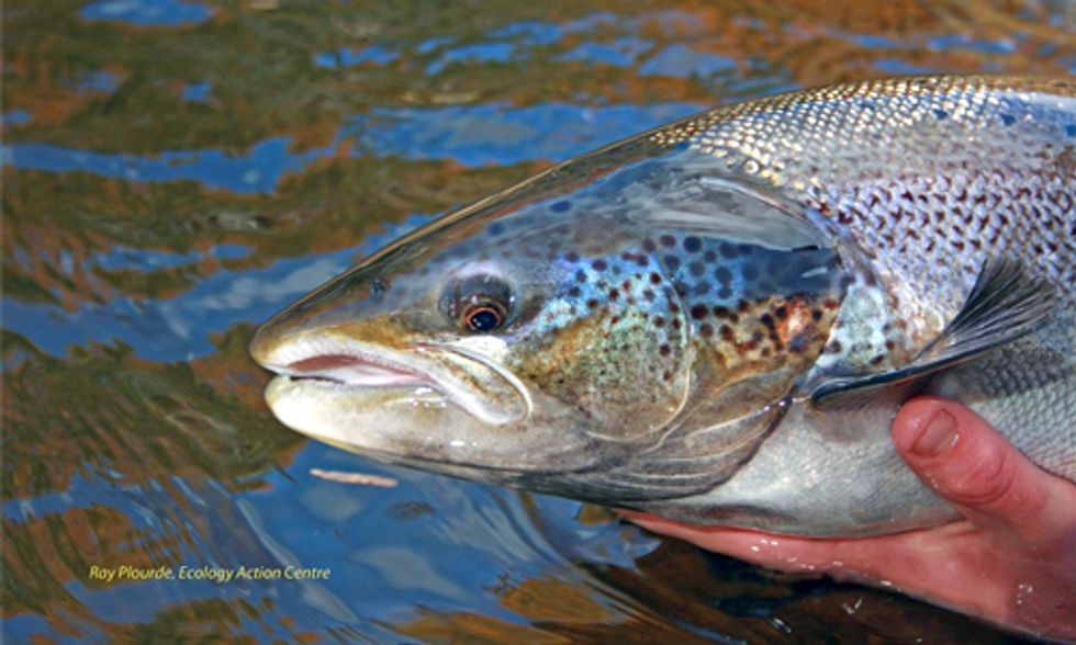 What Will Happen When Genetically Engineered Salmon Escape Into the Wild?