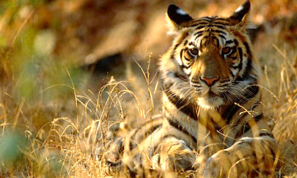 WWF and Leonardo DiCaprio: Wild Tiger Populations Increase for First Time in 100 Years