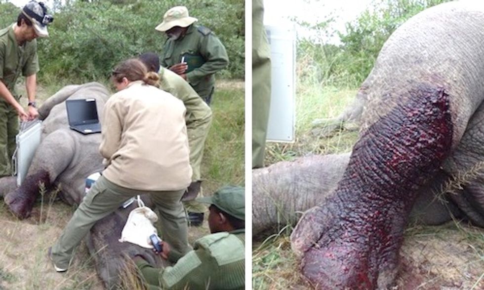 Rare Black Rhino Euthanized After Being Shot by Poachers
