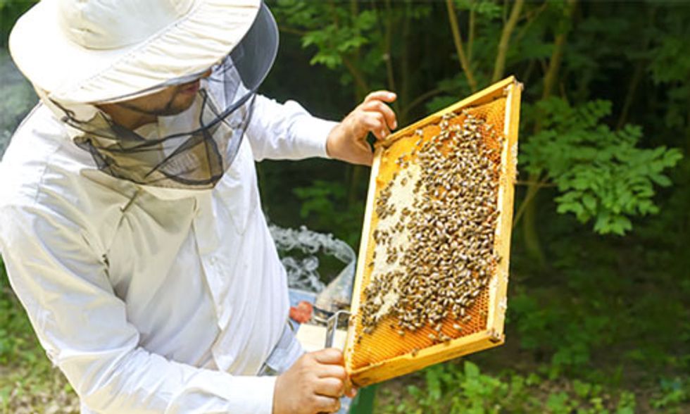 USDA Silences Its Own Scientists' Warnings About the Dangerous Effects of Pesticides on Bees