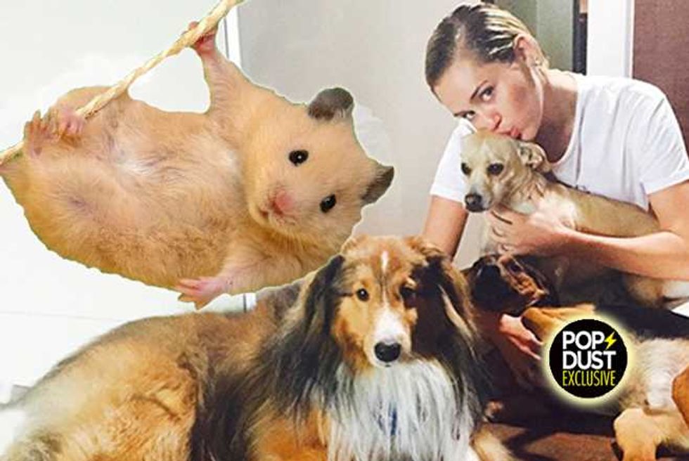 Miley’s Menagerie Multiplies! Cyrus Adds Hamster To Four-Legged Family