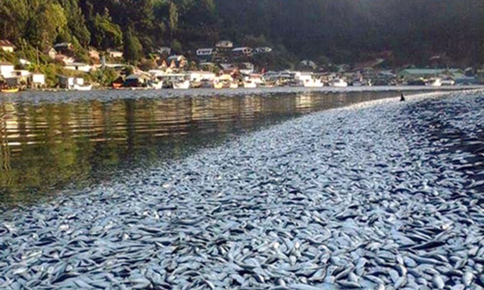 Thousands of Dead Sardines Found Floating in Chile's Queule River