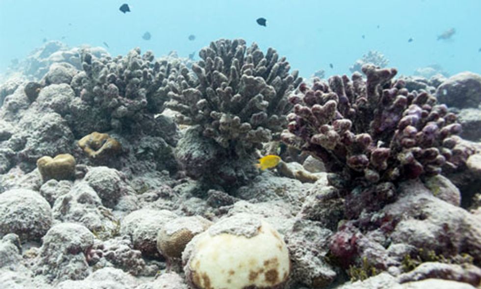 Largest Coral Atoll in the World Lost 80 Percent of Its Coral to Bleaching