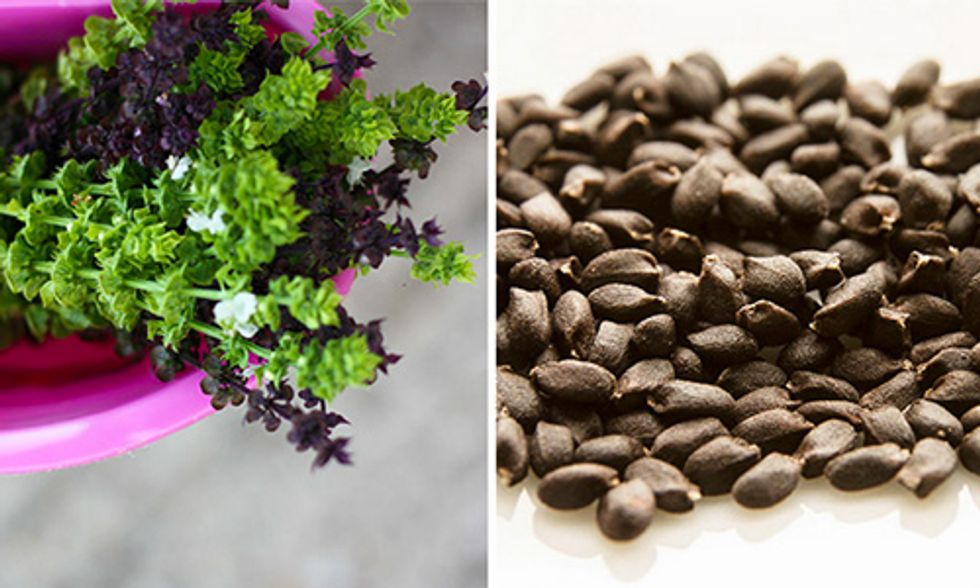 Are Basil Seeds the New Superfood?