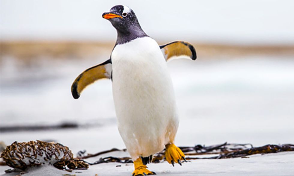 Antartica's Penguins Need Your Help, Become a Citizen Scientist Today