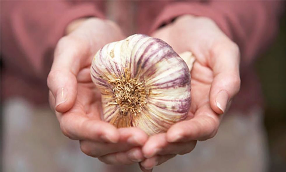 Always Wanted to Grow Your Own Garlic? Here's How