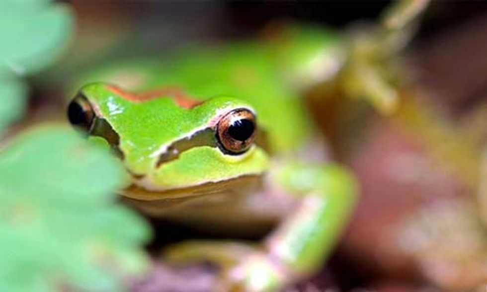 3 Frog Species That Depend on the Very Unique Habitat of Vernal Pools