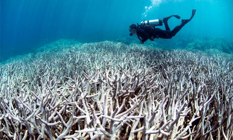 Scientists Confirm: 93% of Great Barrier Reef Now Bleached