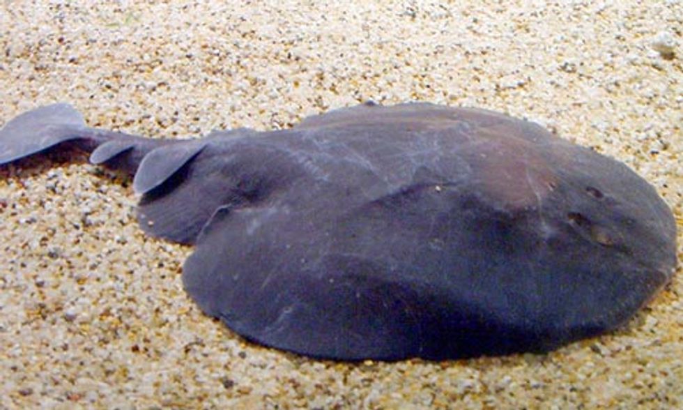 Shocking Migratory Changes Bring Electric Rays to Canada’s Pacific