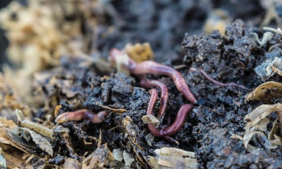 The Role of the Worm in Recycling Wastewater