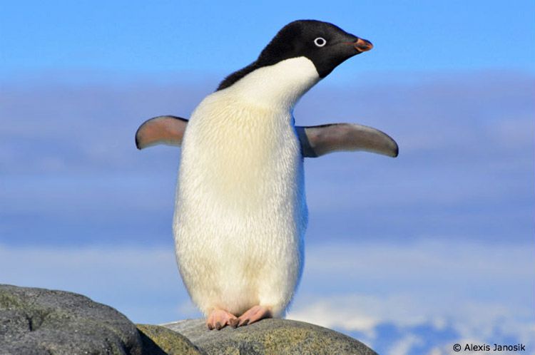 all about penguins