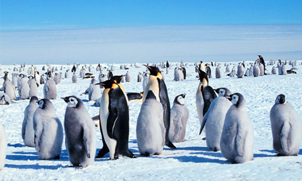10 Fun Facts About Penguins