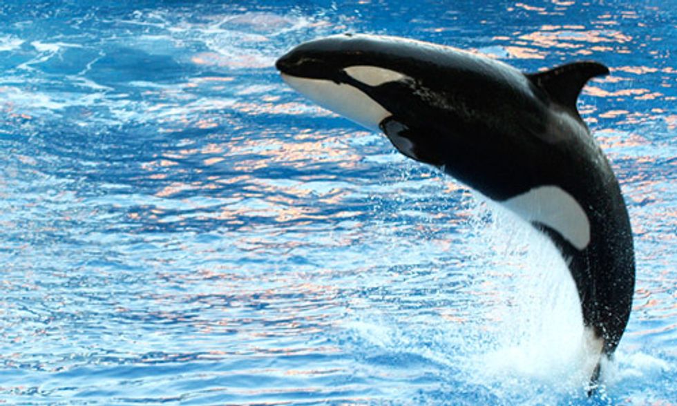 Trans Mountain Tar Sands Pipeline 'Final Harpoon' for Endangered Killer Whales