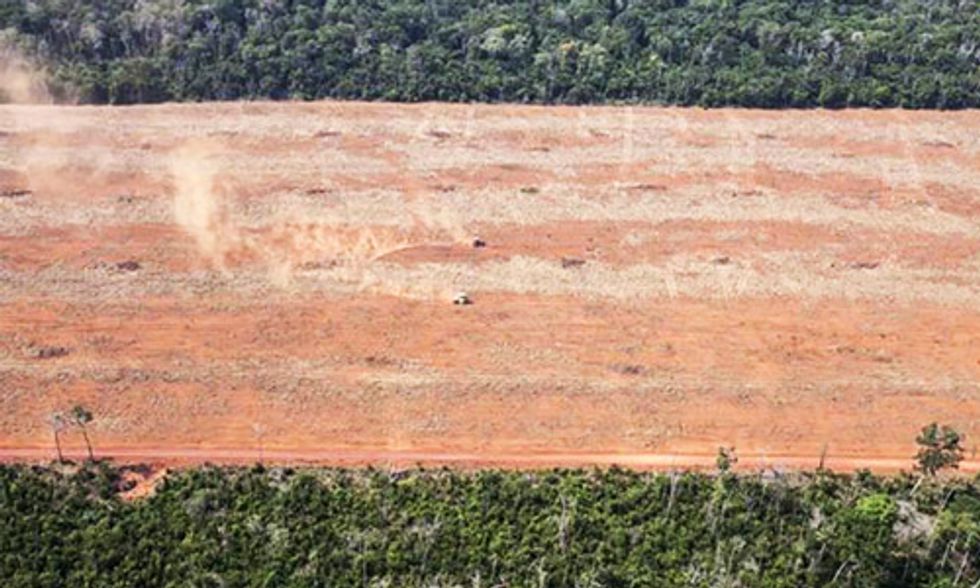 How to Fight Deforestation With Your Fork