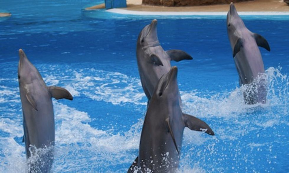 Tens of Thousands of People Demand Arizona's 'Swim With The Dolphins' Park Be Stopped