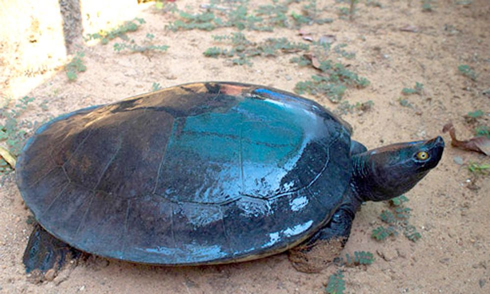 One of the World's Most Endangered Turtles Nearly Extinct With Fewer Than 10 Left in the Wild