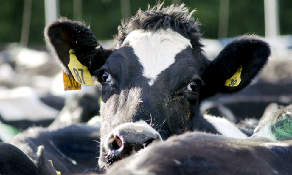 The True Cost of a Cheap Meal