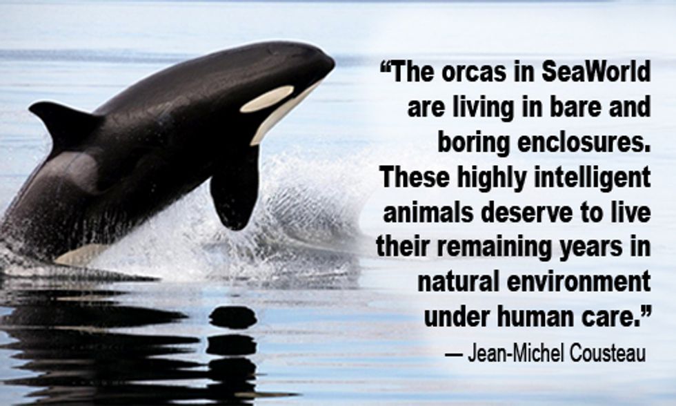 Cousteau to SeaWorld: Captive Orcas 'Need to Be Released'