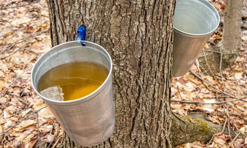 Maple Syrup Farmer Concerned Climate Change Will Prevent His Kids From Continuing Family Business