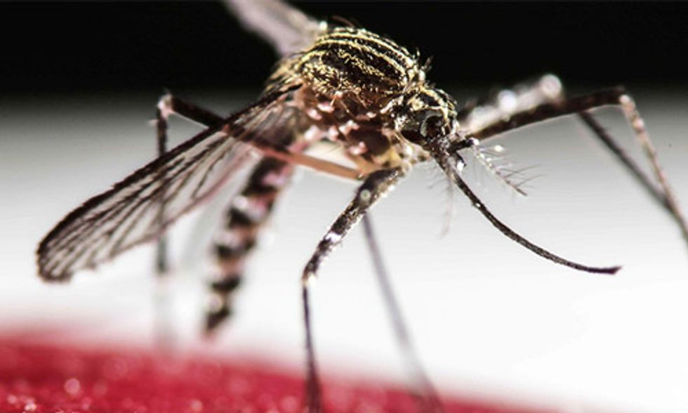 Climate Change to Widen Range of Disease-Carrying Mosquitoes