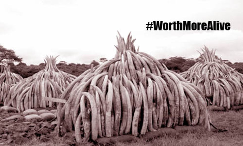 Kenya to Burn Biggest Ever Stockpile of Illegal Ivory