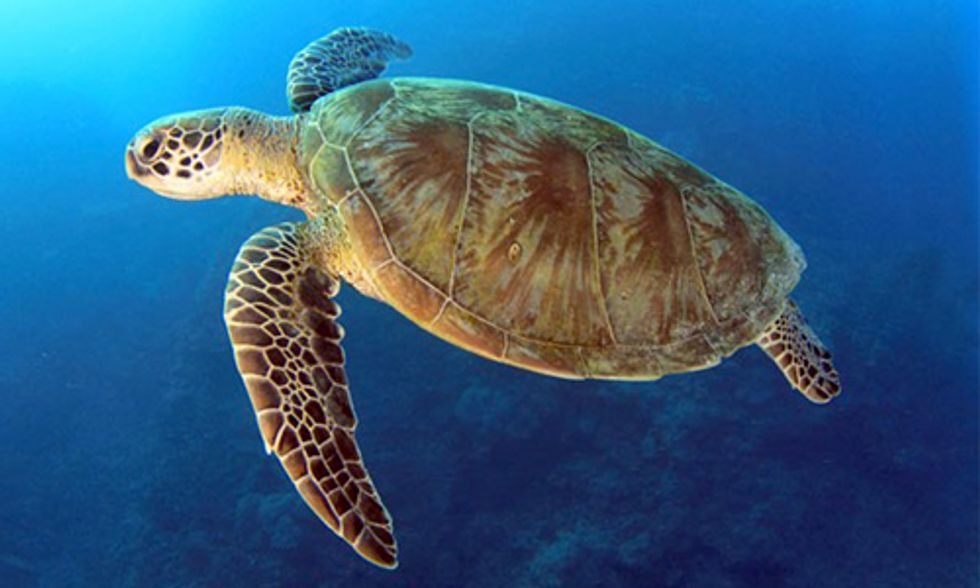 60% of Loggerhead Turtles Stranded on Beaches in South Africa Had Ingested Plastic