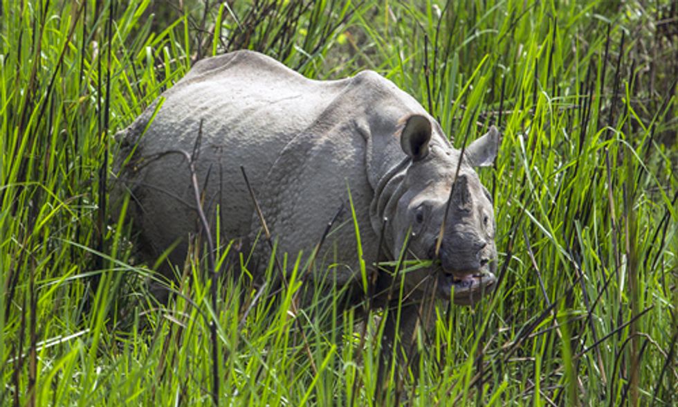 Huge Success: Two Years of Zero Rhino Poaching in Nepal