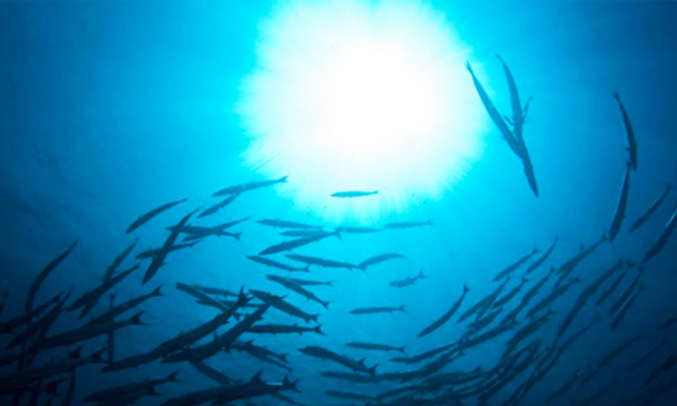 Dead Zones Devour Oceans’ Oxygen