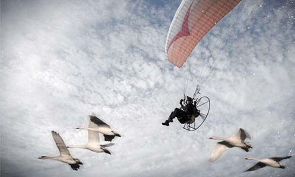 'Human Swan' Joins 4,500-Mile Migration to Help Save the Species