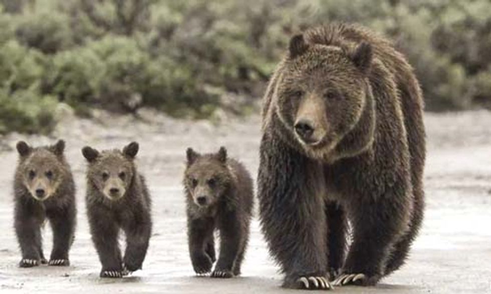 Jane Goodall Among 58 Scientists Urging Government to Halt Grizzly De-Listing
