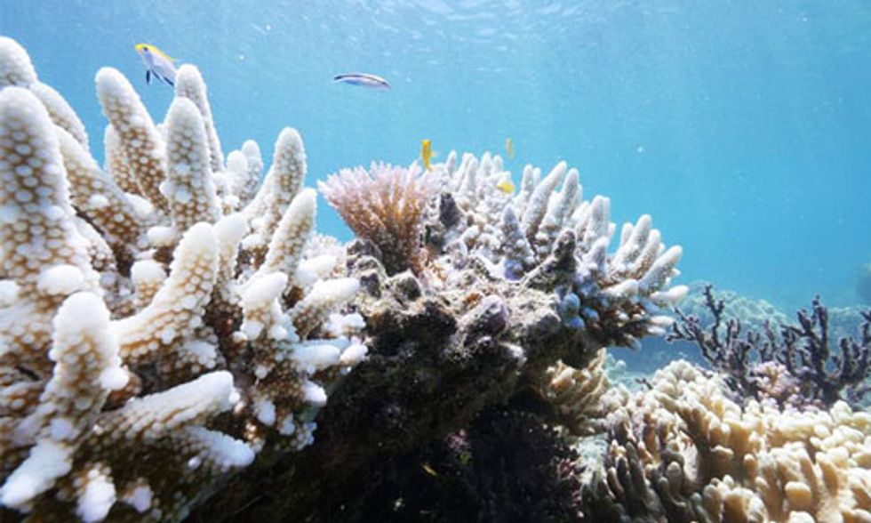 Great Barrier Reef Could Be Dead in 20 Years