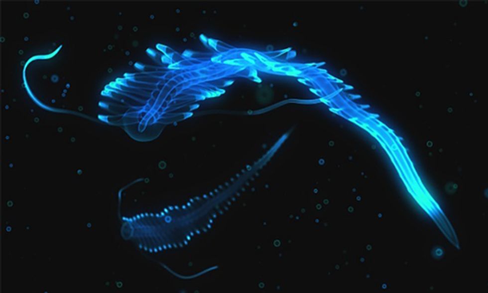 5 Incredible Species That Glow in the Dark