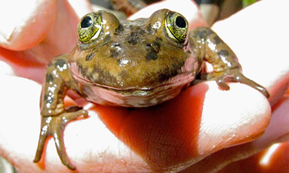 Huge Win for the Oregon Spotted Frog