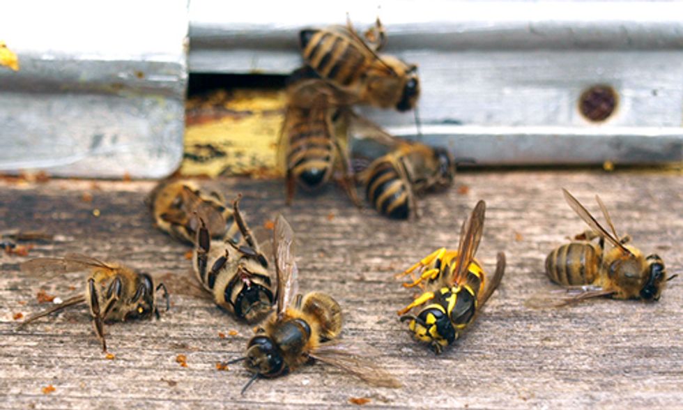USDA: Beekeepers Lost 44% of Honey Bee Colonies Last Year