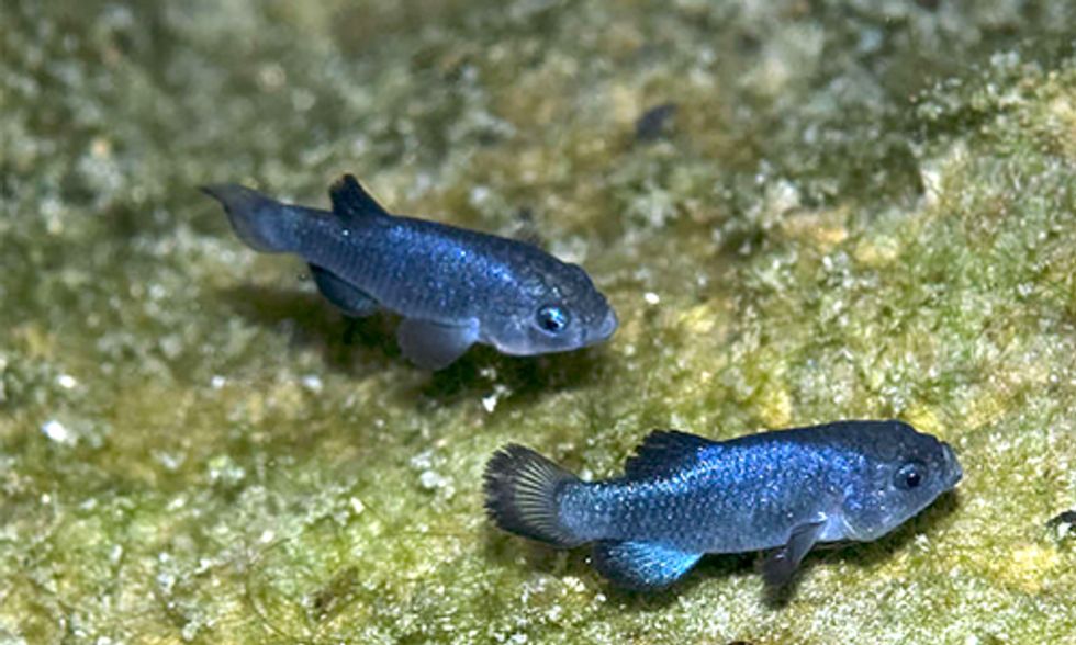 Video of Drunken Rampage + $15k Reward = 3 Men Identified as the Culprits for Killing the World's Rarest Fish