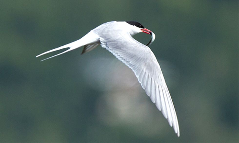 International Migratory Bird Day: Celebrate Some of Our Most Iconic Wildlife