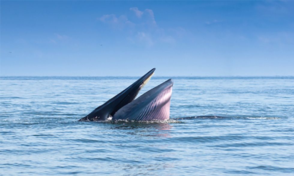Will One of the World's Most Endangered Whales Be Saved Before It’s Too Late?