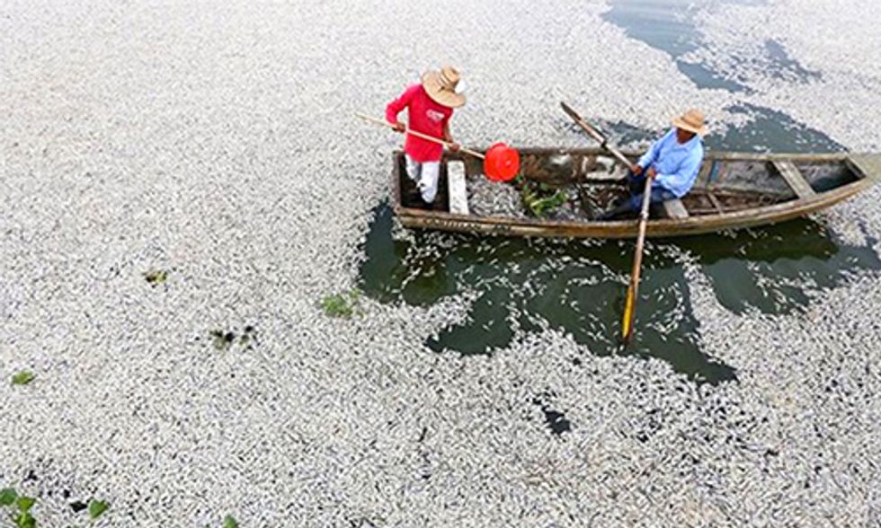 Millions of Dead Fish Washing Up on Vietnam's Shores