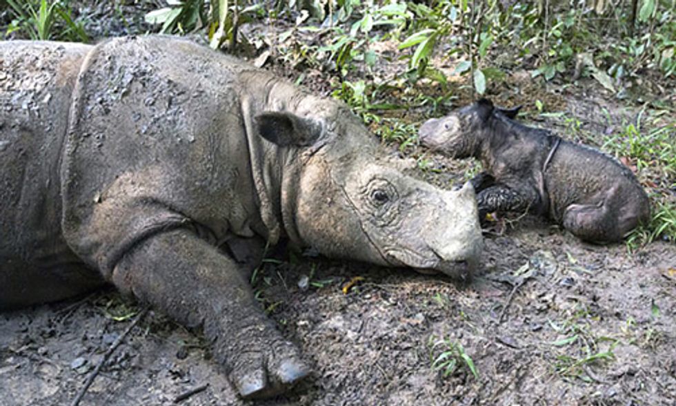 Rare Rhino Gives Birth to Adorable Baby Girl